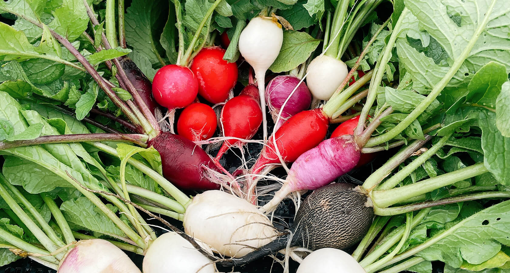 農業体験・食育の場としてのFARM